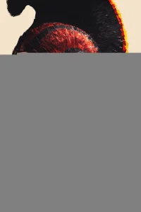 Вождь войны 1 сезон